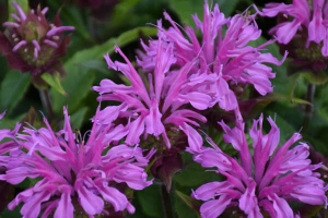 Monarda 'Pardon My Purple' 